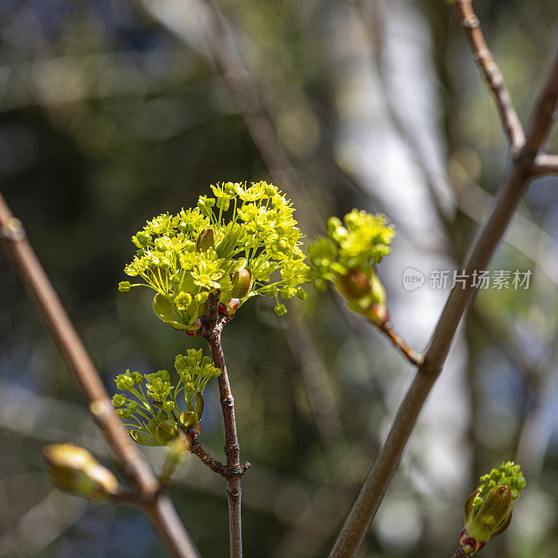Acer Platanoides Linné - Norway Maple in Bloom